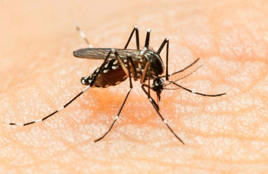 The Zika Virus Explained&nbsp;(Video)