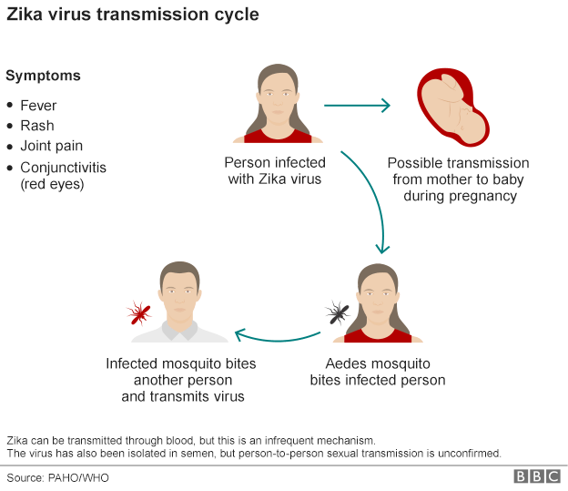Zika Virus Transmission Cycle
