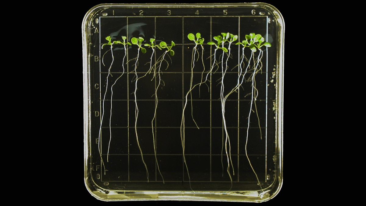 Growing Plants in&nbsp;Space